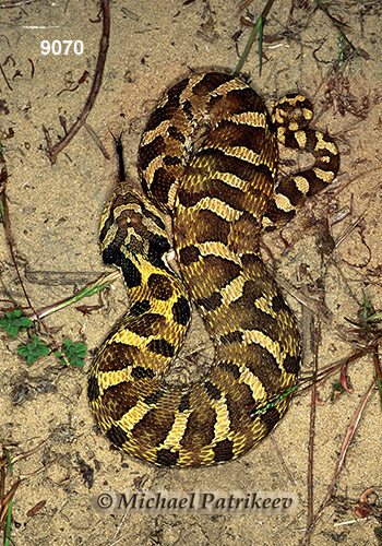 Eastern Hognose Snake (Heterodon platirhinos)